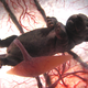 Illustration for article titled Rare In Utero Images Glimpse Animals Inside the Womb